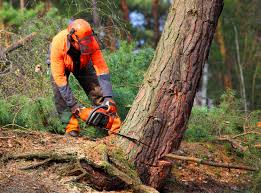 Reliable Denton, NC Tree Removal and Landscaping Services Solutions